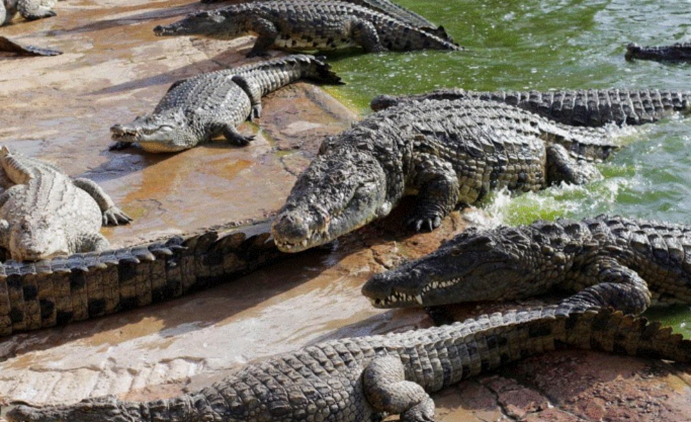 O mamă și-a aruncat copilul într-un canal plin cu crocodili. Motivul e șocant