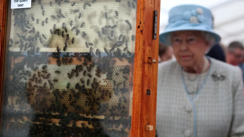 Albinele, mesagerii lumii de dincolo. Regina Elisabeta credea cu tărie în această legendă