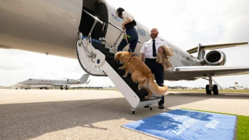 S-a lansat prima companie aeriană din lume pentru câini. Cât costă un bilet