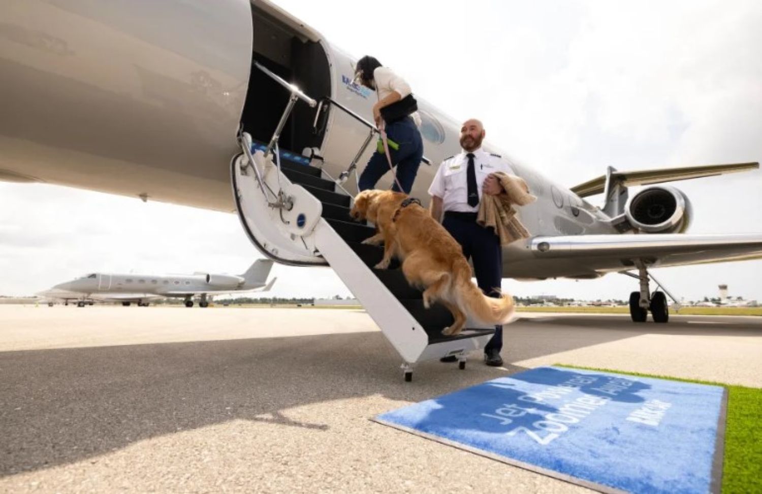 S-a lansat prima companie aeriană din lume pentru câini. Cât costă un bilet