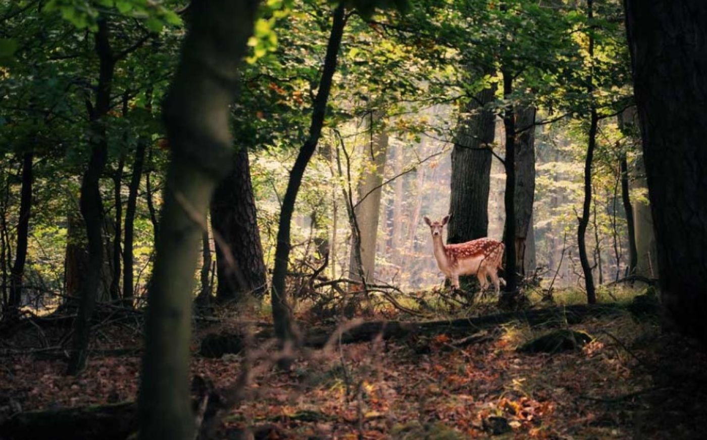 Bancul zilei. Leul vroia să mănânce o friptură așa că face o adunare în pădure și anunță toate animalele că se ține un concurs de bancuri