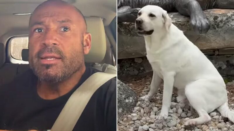 Cum a ajuns un bărbat să fure o mașină și un câine. Momentul demn de comedie a devenit viral. Video