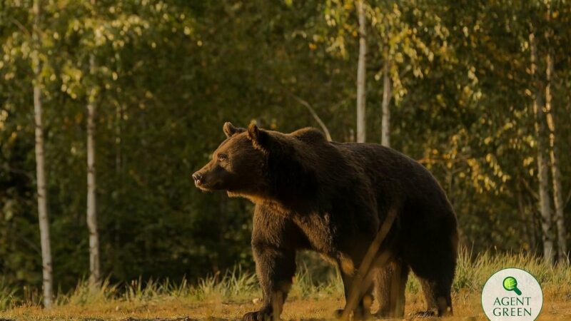 Fostul consilier onorific al premierului Cîțu apără urșii pe bani grei. ONG-ul i-a adus vilă la Viena și 7 mașini