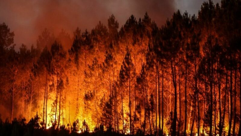 Pământul e în flăcări! Incendiile de vegetație s-au dublat în două decenii și se agravează, arată un nou studiu