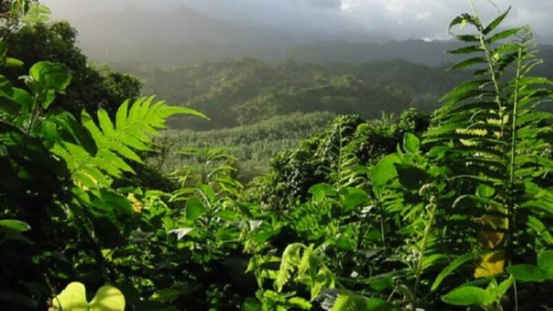 Rasa misterioasă de oameni din pădurile din Hawaii. Au puteri magice