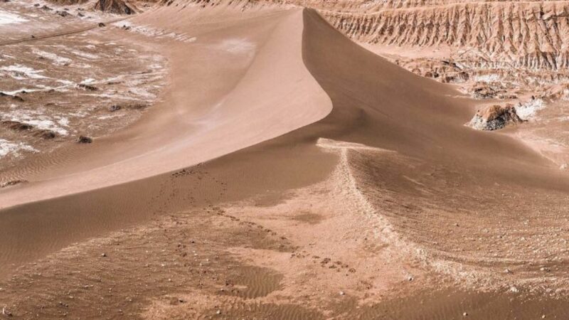 Atacama, cel mai uscat deșert din lume, e plin de viață. Odată la cinci ani, în acest loc florile fac spectacol. Foto