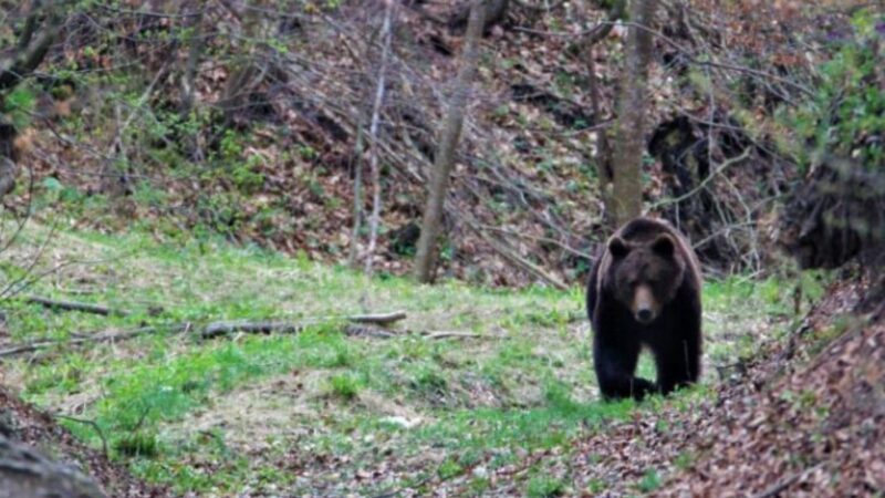 Urșii nu se opresc din atac, dar frații Tate „hrănesc animalele vagaboande”. Îi doare în cot de avertismentele autorităților