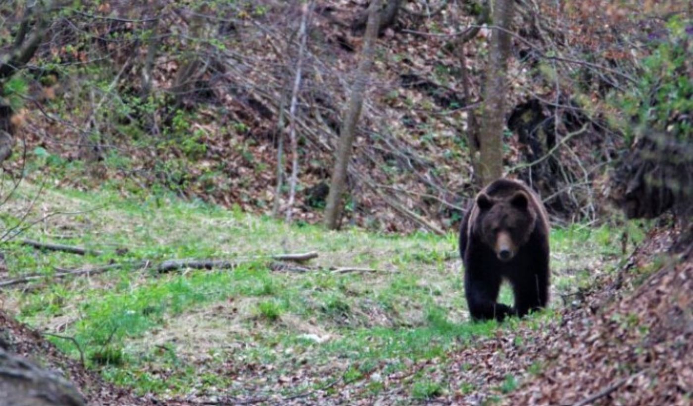 Urșii nu se opresc din atac, dar frații Tate „hrănesc animalele vagaboande”. Îi doare în cot de avertismentele autorităților