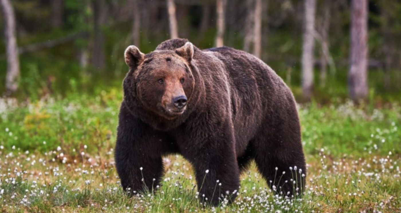 Nou atac al ursului. Animalul a sfâșiat un om deși era însoțit de mai multe persoane și câini