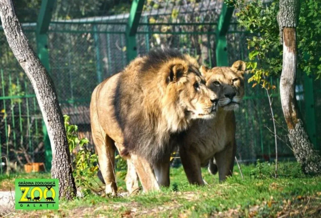 Ion Ion Țiriac, pe urmele lui Nuțu Cămătaru, își arată leul. Unul este mai frumos - Foto