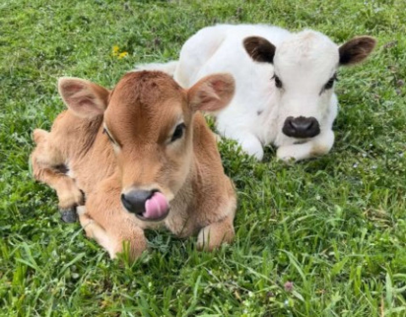 Mami, tati are vacă? Nu, de ce? Păi i-a spus dimineață bonei că… Citește cele mai tari bancuri!