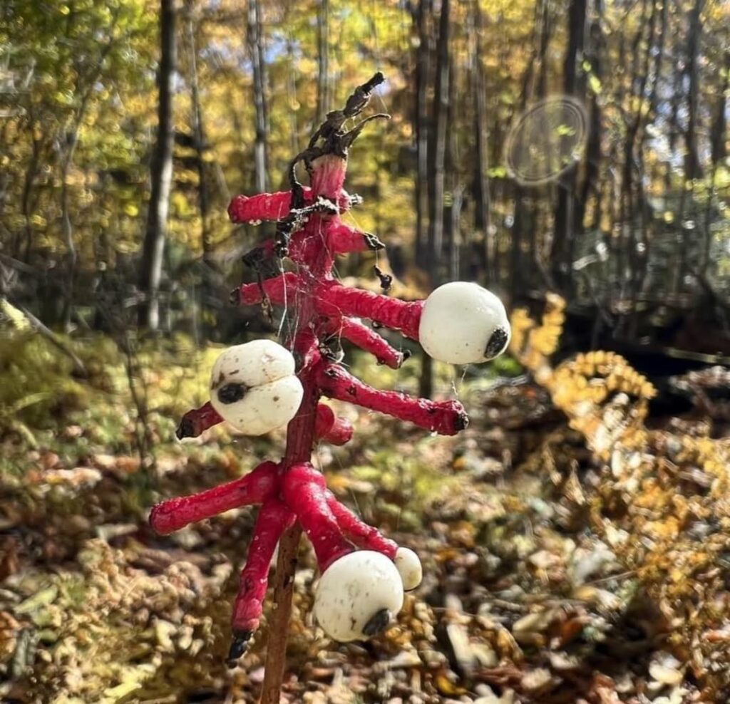 O plantă toxică a făcut mai multe persoane să se sinucidă. Descrierea simptomelor e cutremurătoare