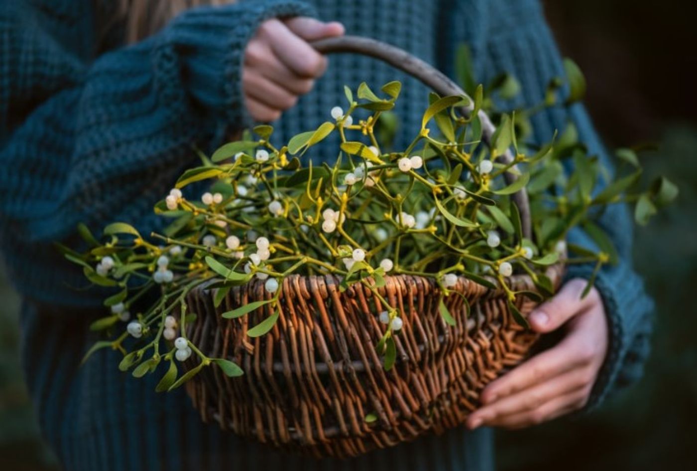 Cea mai mare cupolă de vâsc din lume se află în România. Planta nu trebuie să vă lipsească de Revelion