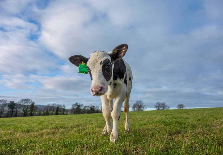 Vaca Hilda va salva planeta. Scoțienii au inventat-o ca să aibă aer mai curat