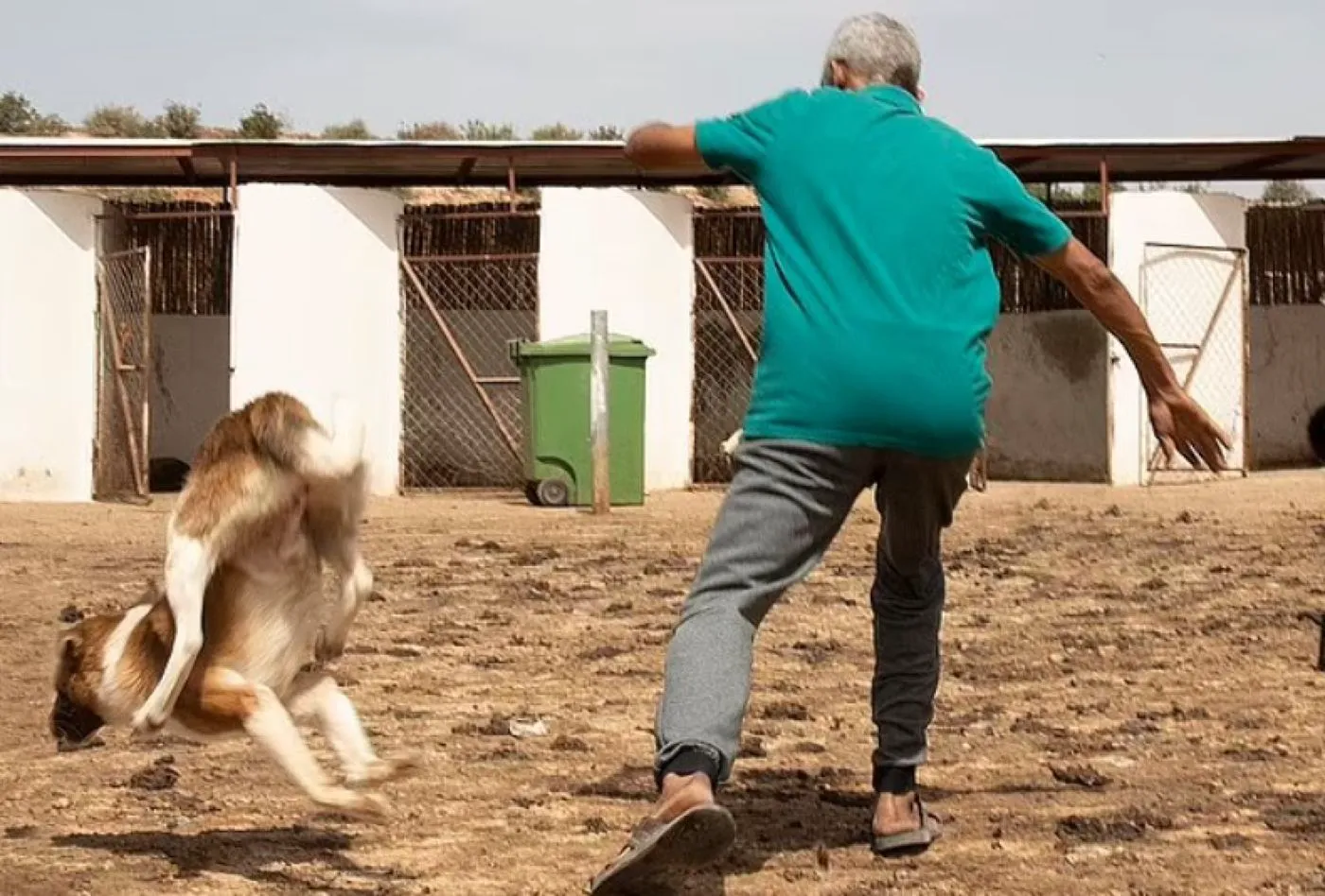 Autoritățile locale din Maroc au început masacrarea câinilor în numele sportului. O lume întreagă e șocată de atâta cruzime