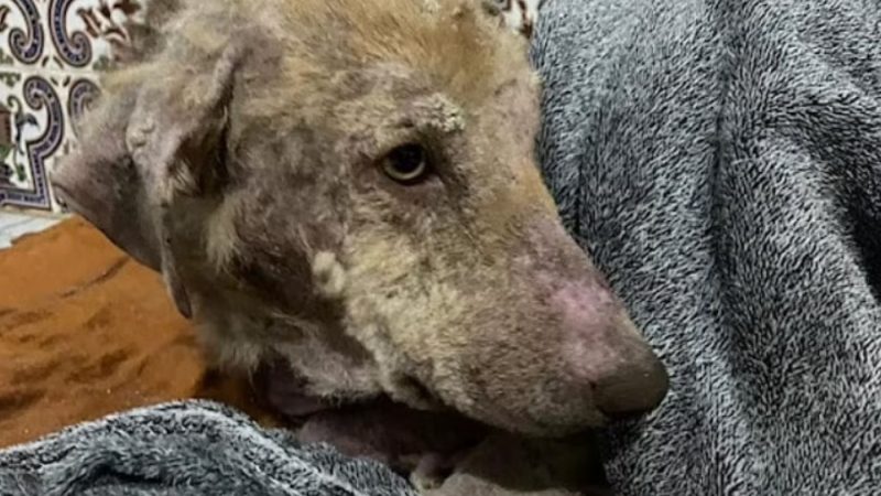 Când te amendează Poliția fiindcă mergi cu câinele în mașină. Ce sumă trebuie să plătești