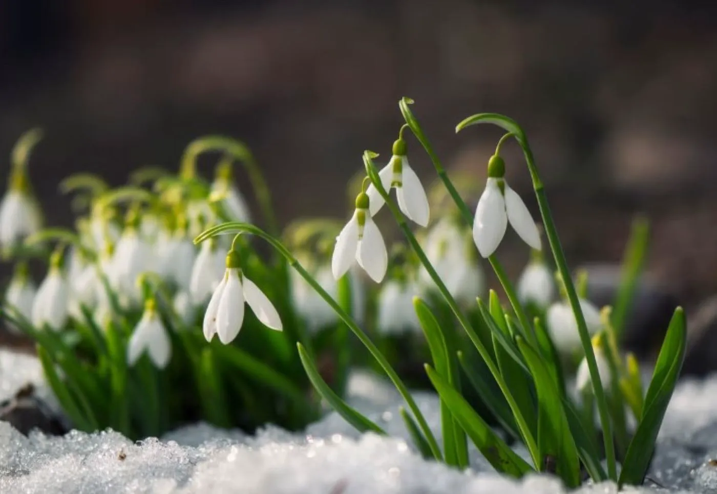 Predicția despre vreme care dă fiori. Ce spune prognoza meteo pentru luna februarie