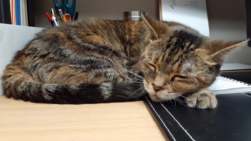 Foto. Insula pisicilor din Japonia. Singurul loc din lume unde felinele sunt mai numeroase decât oamenii