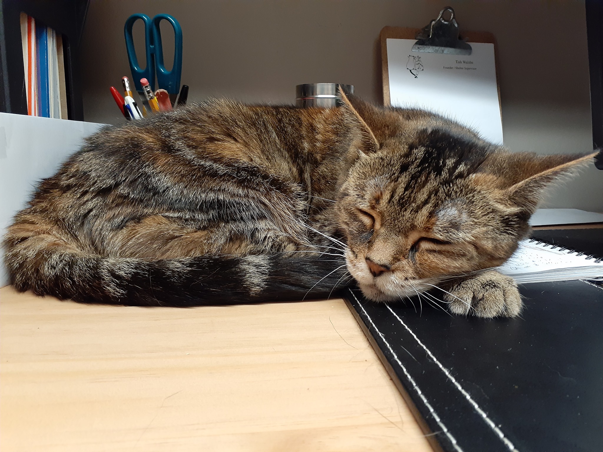 Foto. Insula pisicilor din Japonia. Singurul loc din lume unde felinele sunt mai numeroase decât oamenii