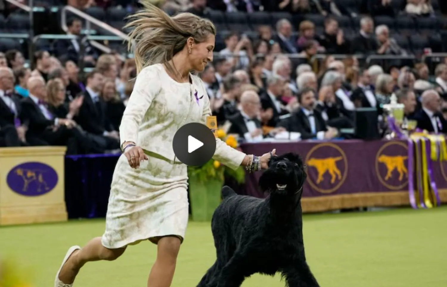 Un schnautzer uriaș a câștigat cel mai prestigios premiu din lumea expozițiilor canine din SUA. Evenimentul datează din anul 1877