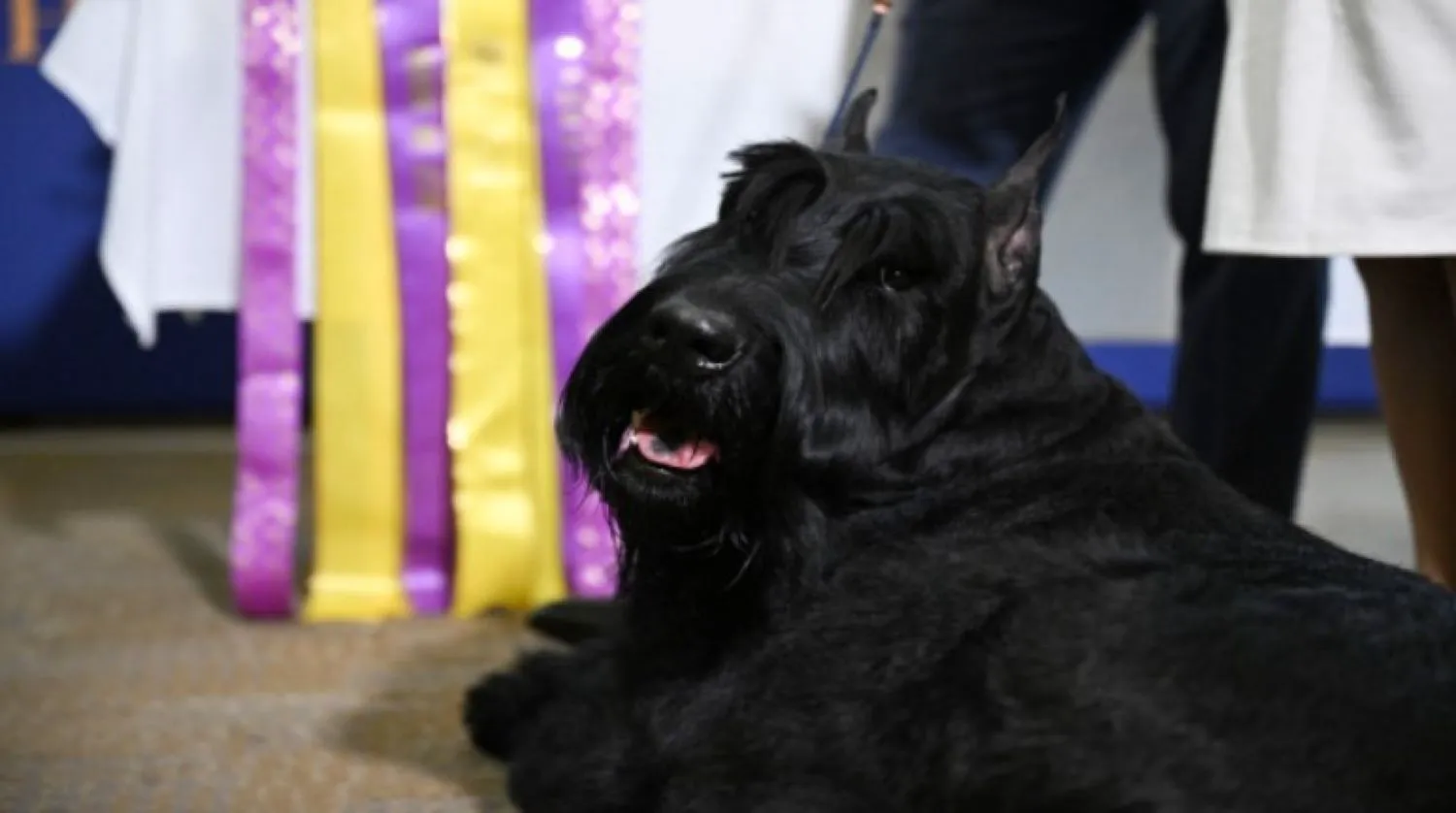 Un schnautzer uriaș a câștigat cel mai prestigios premiu din lumea expozițiilor canine din SUA. Evenimentul datează din anul 1877