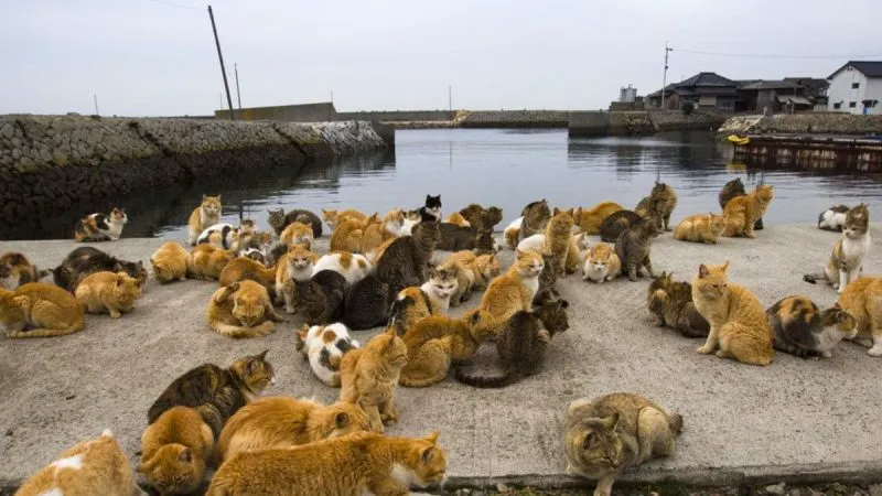 Foto. Insula pisicilor din Japonia. Singurul loc din lume unde felinele sunt mai numeroase decât oamenii