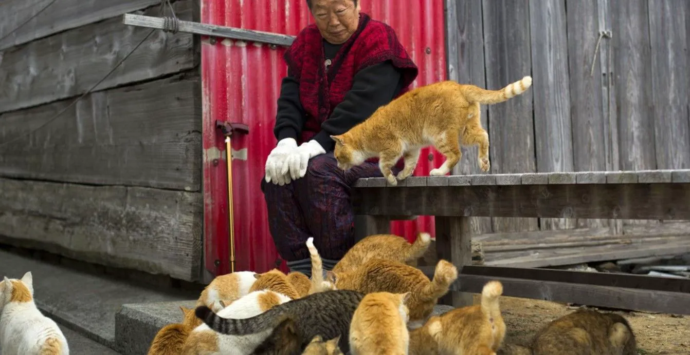 Insula pisicilor din Japonia. Singurul loc din lume unde felinele sunt mai numeroase decât oamenii