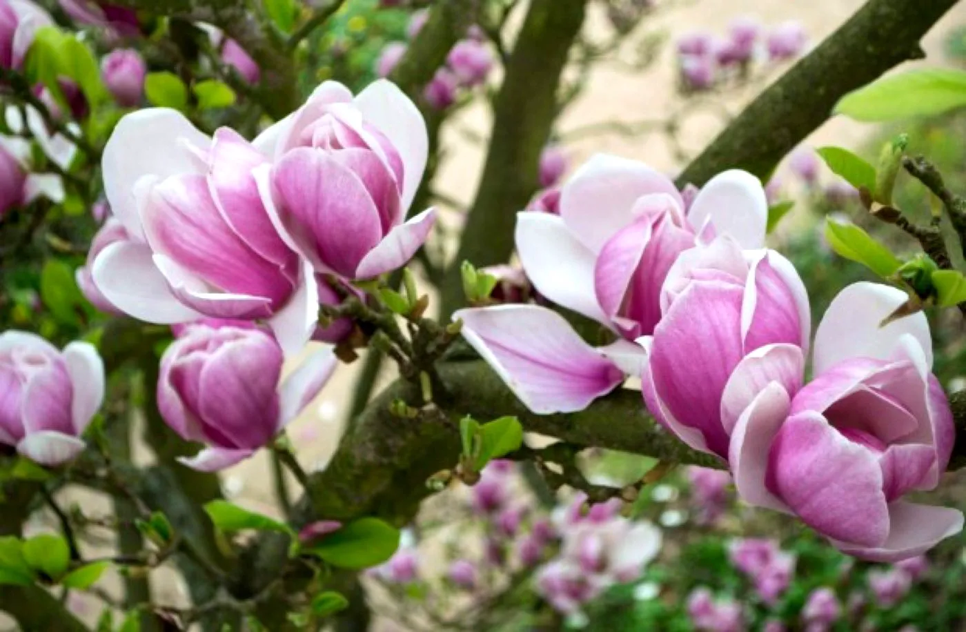 Românii au făcut o obsesie pentru magnolie. Legenda acestui copac înfloritor este fascinantă