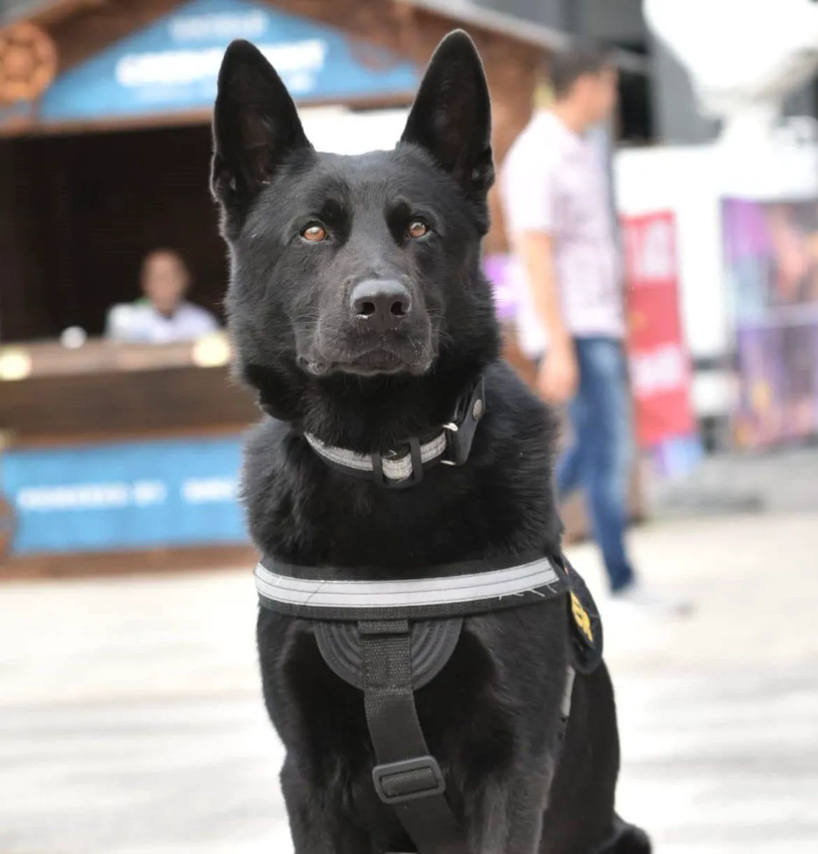 Povestea lui Șuier, cel mai cunoscut câine polițist din România. A ajuns legendă dintr-o greșeală 