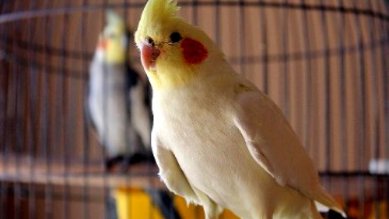 Un om avea un papagal care înjură. Exasperat, îl închide în cămară, în șifonier și apoi în frigider. Ce spune pasărea când e eliberată!