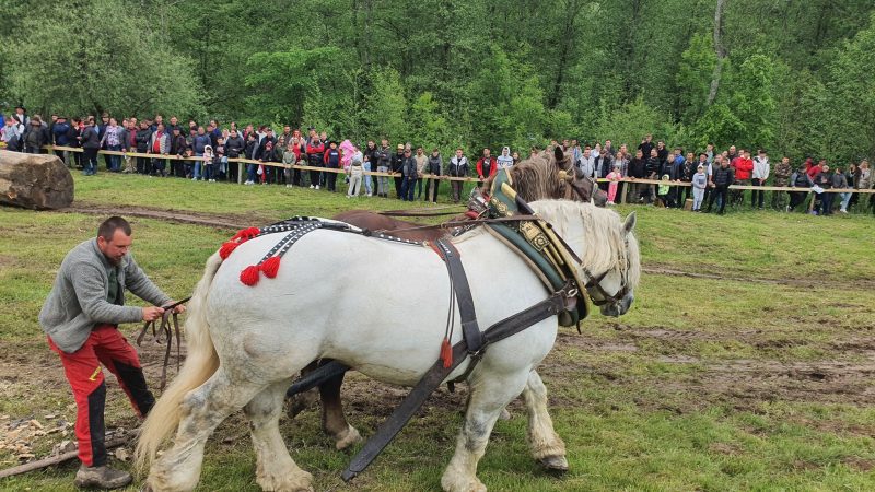 Ultimă oră. Cazul calului Falko, care a murit după ce a câștigat concursul de tras bușteni. Poliția începe ancheta!
