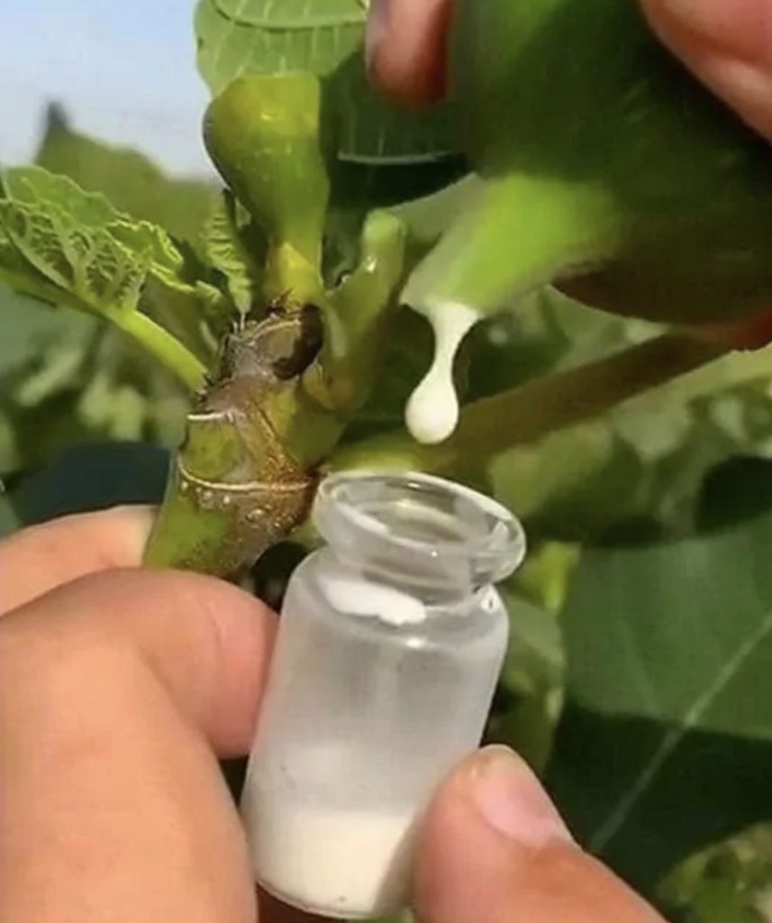 Remediul natural cunoscut de secole, redescoperit de români. Menține sănătatea și frumusețea