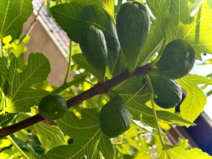 Remediul natural cunoscut de secole, redescoperit de români în propriile grădini. Menține sănătatea și frumusețea