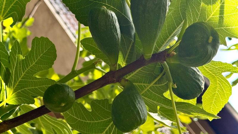 Remediul natural cunoscut de secole, redescoperit de români în propriile grădini. Menține sănătatea și frumusețea