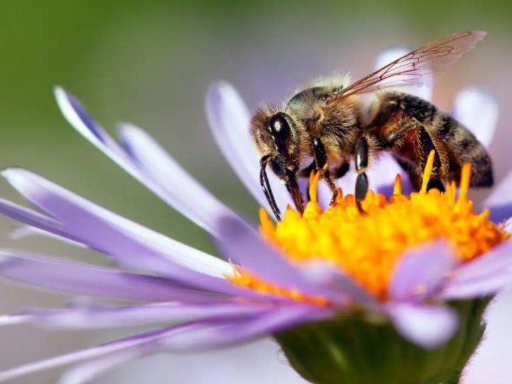 Măi, Ionel, ia numeşte tu o insectă! Ionel: Albina! S-a mai zis asta. Continuarea e incredibilă
