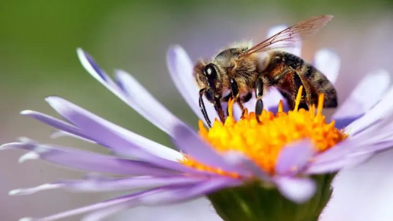 Măi, Ionel, ia numeşte tu o insectă! Ionel: Albina! S-a mai zis asta. Continuarea e incredibilă