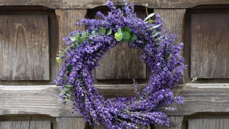 Lavanda, simbol antic al purității. Cum să parfumați camerele, șifonierele sau mașina cu această plantă
