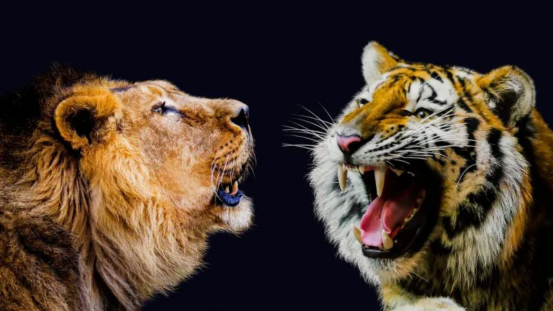 Ligrul, exemplar rar născut dintr-un leu și o tigroaică, în România. Animalul drăgălaș uimește cu frumusețea sa