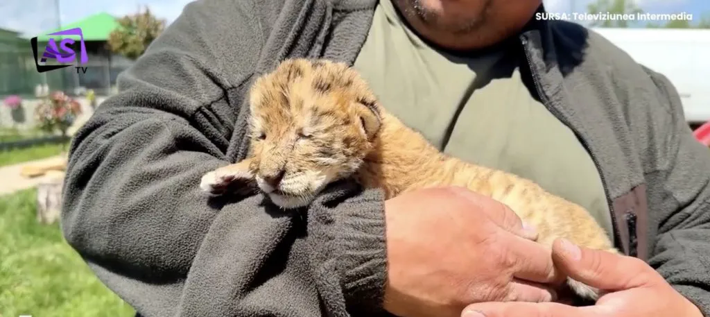 Ligrul, exemplar rar născut dintr-un leu și o tigroaică, în România. Animalul drăgălaș uimește cu frumusețea sa