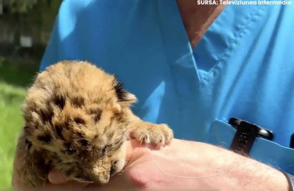 Ligrul, exemplar rar născut dintr-un leu și o tigroaică, în România. Animalul drăgălaș uimește cu frumusețea sa