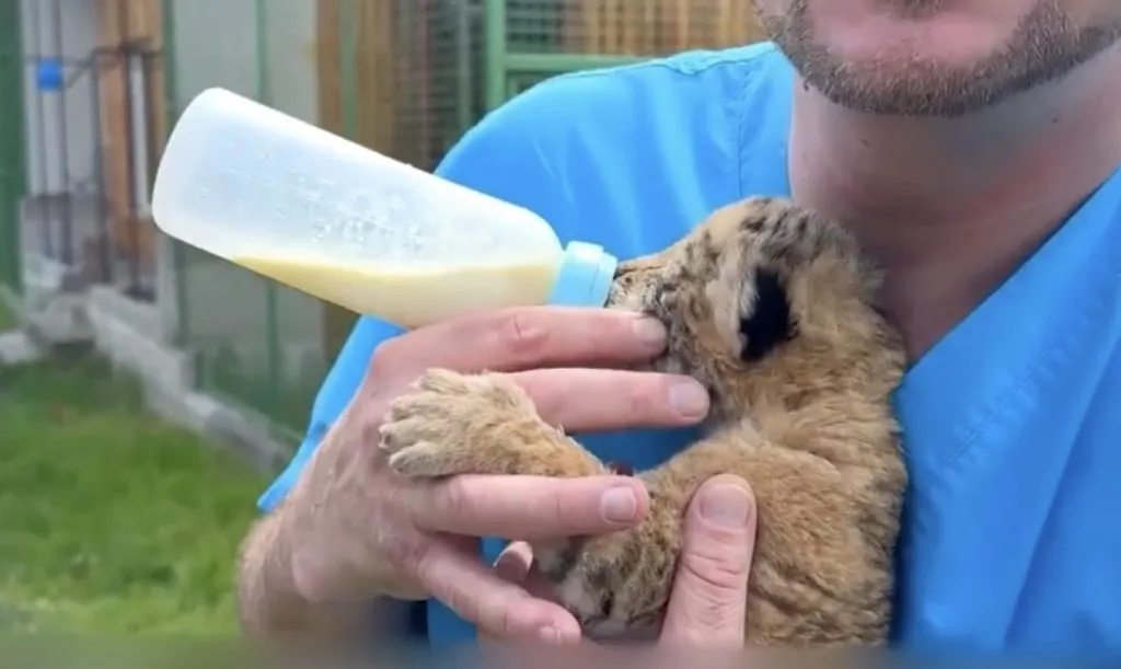Ligrul, exemplar rar născut dintr-un leu și o tigroaică, în România. Animalul drăgălaș uimește cu frumusețea sa