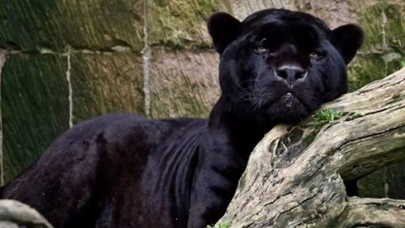 Alarmă în Bulgaria: de 5 zile autoritățile caută un animal fioros, iar TikTok e inundat cu imaginile prădătorului