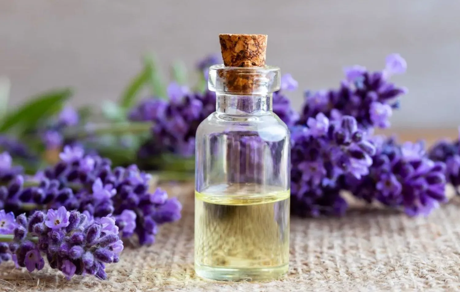 Lavanda, simbol antic al purității. Cum să parfumați camerele, șifonierele sau mașina cu această plantă