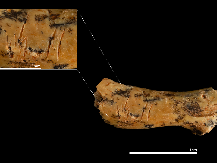 Au mâncat un copil? Descoperirea șocantă dintr-o peșteră din Spania uimește lumea științifică