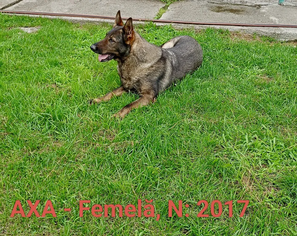 Trei câini salvatori care au servit patria, dați spre adopție: „E rândul nostru să le oferim căldura unei familii” 