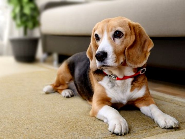 Bancul zilei. Bă Vasile, eu cred că o să divorțez, nevastă-mea mă tratează ca pe un câine