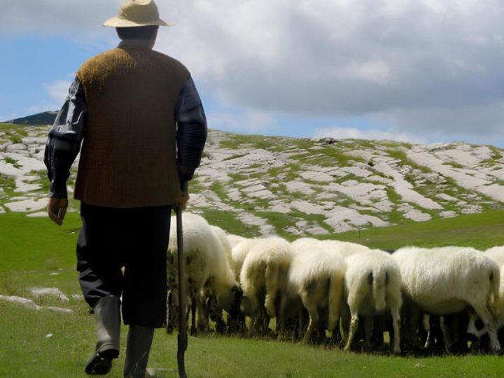 Bancul zilei. Ce îi cere un cioban medicului său pentru a vedea cine îl iubește