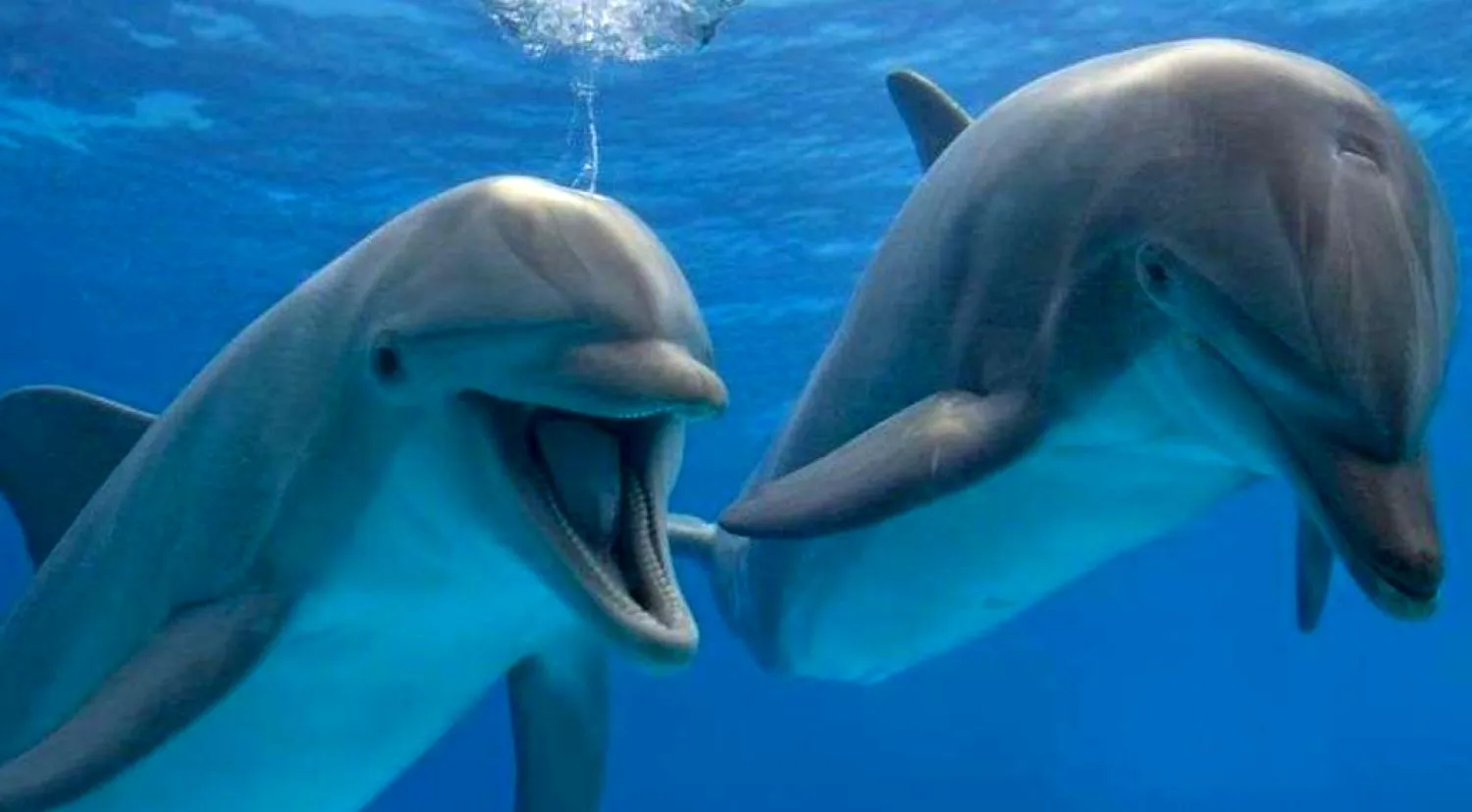 Cel mai simpatic delfin din Marea Neagră. Înoată cu oamenii și râde tot timpul. Video