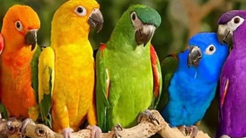 Un tip se duce să returneze un papagal la PetShop și cere să i se dea un mascul. Cum și-a dat seama ce are acasă