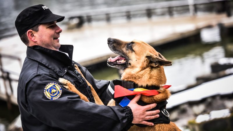 Trei câini salvatori, care au servit patria, au nevoie de stăpâni care să-i iubească până la moarte